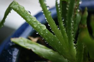 <img300*0:stuff/z/169023/Aloe%2520Plant%2520Reference/i1307552422_2.jpg>