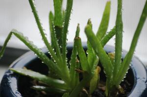 <img300*0:stuff/z/169023/Aloe%2520Plant%2520Reference/i1307552422_5.jpg>