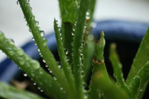 <img300*0:stuff/z/169023/Aloe%2520Plant%2520Reference/i1307552422_6.jpg>