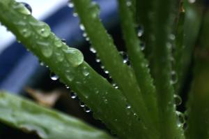 <img300*0:stuff/z/169023/Aloe%2520Plant%2520Reference/i1307552423_10.jpg>