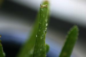 <img300*0:stuff/z/169023/Aloe%2520Plant%2520Reference/i1307552423_11.jpg>