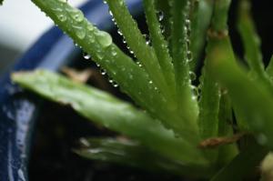 <img300*0:stuff/z/169023/Aloe%2520Plant%2520Reference/i1307552423_12.jpg>