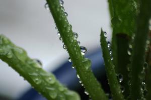 <img300*0:stuff/z/169023/Aloe%2520Plant%2520Reference/i1307552423_13.jpg>