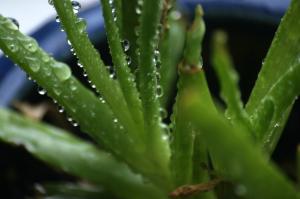 <img300*0:stuff/z/169023/Aloe%2520Plant%2520Reference/i1307552423_15.jpg>