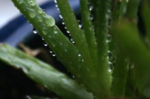 <img300*0:stuff/z/169023/Aloe%2520Plant%2520Reference/i1307552423_17.jpg>