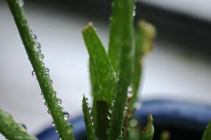 <img300*0:stuff/z/169023/Aloe%2520Plant%2520Reference/i1307552423_18.jpg>