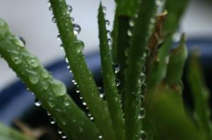 <img300*0:stuff/z/169023/Aloe%2520Plant%2520Reference/i1307552423_20.jpg>