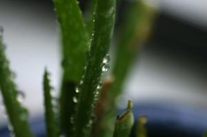 <img300*0:stuff/z/169023/Aloe%2520Plant%2520Reference/i1307552423_22.jpg>