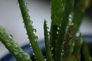 <img300*0:stuff/z/169023/Aloe%2520Plant%2520Reference/i1307552423_23.jpg>