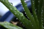 Aloe Plant Reference