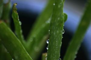 <img300*0:stuff/z/169023/Aloe%2520Plant%2520Reference/i1307552423_8.jpg>