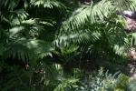 <img150*0:stuff/z/169023/Assorted%2520Plants/i1278023640_10.jpg>