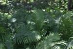 <img150*0:stuff/z/169023/Assorted%2520Plants/i1278023640_6.jpg>