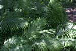 <img150*0:stuff/z/169023/Assorted%2520Plants/i1278023640_9.jpg>