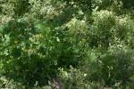 <img150*0:stuff/z/169023/Assorted%2520Plants/i1278023641_11.jpg>