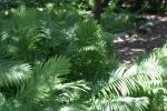 <img150*0:stuff/z/169023/Assorted%2520Plants/i1278023641_15.jpg>