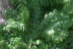 <img150*0:stuff/z/169023/Assorted%2520Plants/i1278023641_17.jpg>