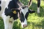 <img150*0:stuff/z/169023/Cows%2520Go%2520Mooo/i1279752514_1.jpg>