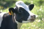 <img150*0:stuff/z/169023/Cows%2520Go%2520Mooo/i1279752514_10.jpg>