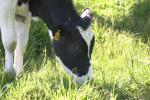 <img150*0:stuff/z/169023/Cows%2520Go%2520Mooo/i1279752514_2.jpg>