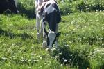 <img150*0:stuff/z/169023/Cows%2520Go%2520Mooo/i1279752514_3.jpg>