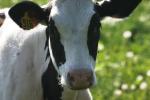 <img150*0:stuff/z/169023/Cows%2520Go%2520Mooo/i1279752514_4.jpg>