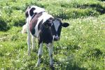 <img150*0:stuff/z/169023/Cows%2520Go%2520Mooo/i1279752514_6.jpg>