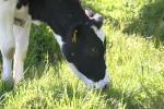 <img150*0:stuff/z/169023/Cows%2520Go%2520Mooo/i1279752514_7.jpg>