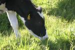 <img150*0:stuff/z/169023/Cows%2520Go%2520Mooo/i1279752515_12.jpg>