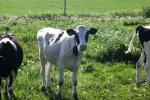 <img150*0:stuff/z/169023/Cows%2520Go%2520Mooo/i1279752515_13.jpg>