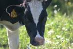 <img150*0:stuff/z/169023/Cows%2520Go%2520Mooo/i1279752515_14.jpg>