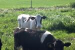 <img150*0:stuff/z/169023/Cows%2520Go%2520Mooo/i1279752515_16.jpg>