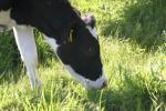 <img150*0:stuff/z/169023/Cows%2520Go%2520Mooo/i1279752515_17.jpg>