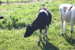 <img150*0:stuff/z/169023/Cows%2520Go%2520Mooo/i1279752515_18.jpg>