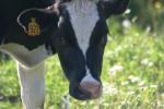 <img150*0:stuff/z/169023/Cows%2520Go%2520Mooo/i1279752515_19.jpg>