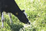 <img150*0:stuff/z/169023/Cows%2520Go%2520Mooo/i1279752515_20.jpg>