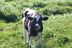 <img150*0:stuff/z/169023/Cows%2520Go%2520Mooo/i1279752515_21.jpg>