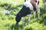 <img150*0:stuff/z/169023/Cows%2520Go%2520Mooo/i1279752515_22.jpg>