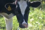 <img150*0:stuff/z/169023/Cows%2520Go%2520Mooo/i1279752515_24.jpg>