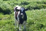 <img150*0:stuff/z/169023/Cows%2520Go%2520Mooo/i1279752515_26.jpg>