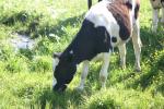 <img150*0:stuff/z/169023/Cows%2520Go%2520Mooo/i1279752515_27.jpg>