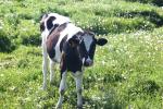 <img150*0:stuff/z/169023/Cows%2520Go%2520Mooo/i1279752515_30.jpg>