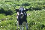 <img150*0:stuff/z/169023/Cows%2520Go%2520Mooo/i1279752515_31.jpg>