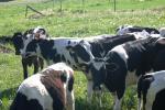 <img150*0:stuff/z/169023/Cows%2520Go%2520Mooo/i1279752515_32.jpg>