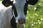 <img150*0:stuff/z/169023/Cows%2520Go%2520Mooo/i1279752515_33.jpg>