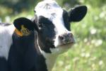 <img150*0:stuff/z/169023/Cows%2520Go%2520Mooo/i1279752515_34.jpg>