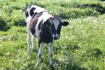 <img150*0:stuff/z/169023/Cows%2520Go%2520Mooo/i1279752515_35.jpg>