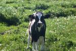 <img150*0:stuff/z/169023/Cows%2520Go%2520Mooo/i1279752515_36.jpg>