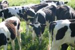 <img150*0:stuff/z/169023/Cows%2520Go%2520Mooo/i1279752515_37.jpg>