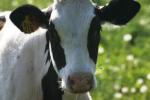 <img150*0:stuff/z/169023/Cows%2520Go%2520Mooo/i1279752516_38.jpg>